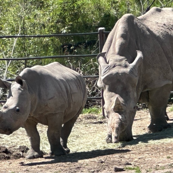 Meet your Posher, MoJo - Picture 9 of 13